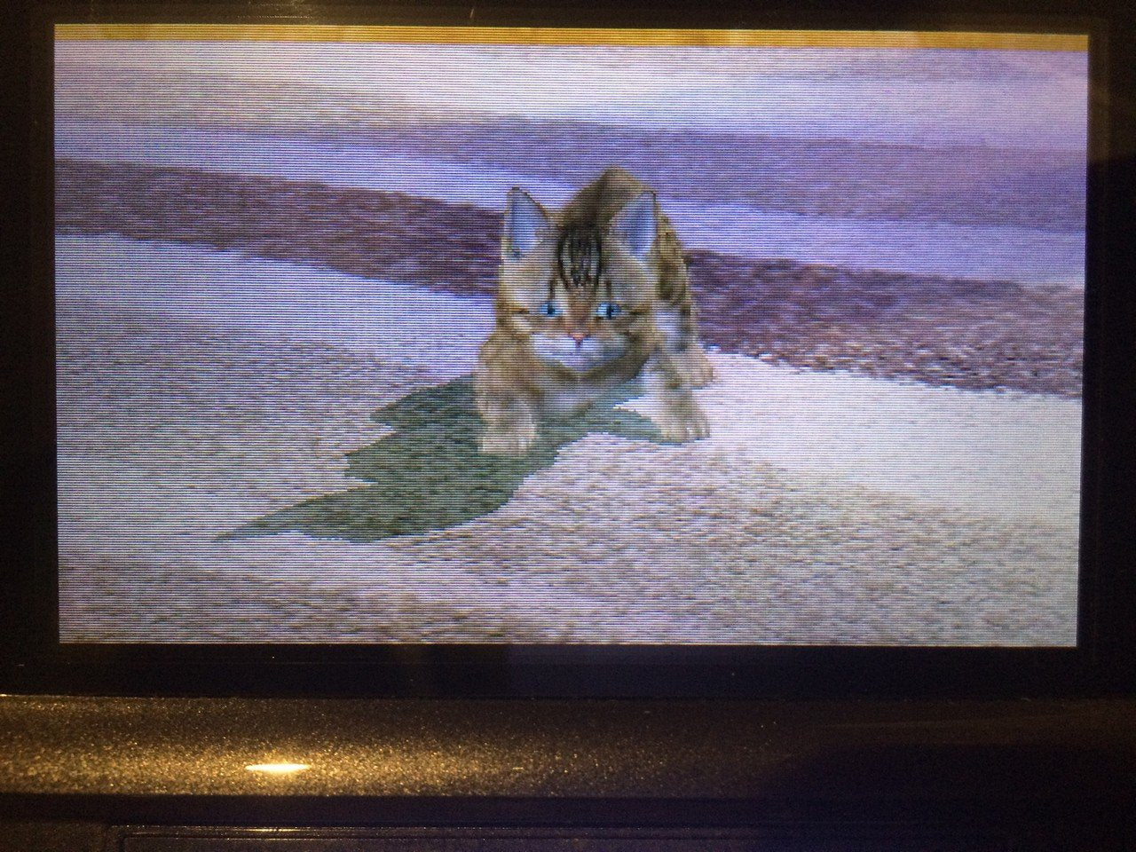 Purrfection des ronronnements Purrfection des ronronnements